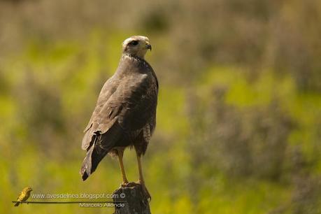 Aguilucho colorado (Savanna Hawk) Buteogallus meridionalis