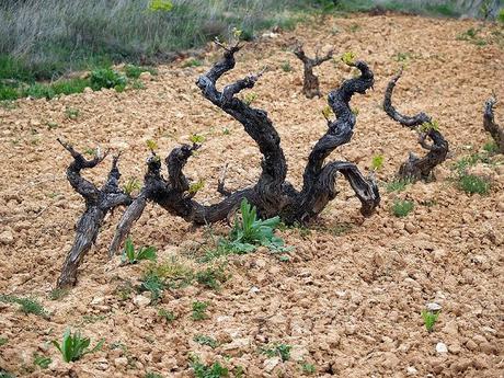 Bodegas de la Ribera del Duero y San Pedro Regalado: Gumiel de Mercado y La Aguilera.