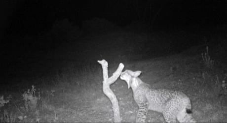 Localizan y fotografían a un nuevo ejemplar de lince ibérico en Ciudad Real