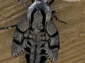 Sphinx maurorum (Jordan 1931) Esfinge pino