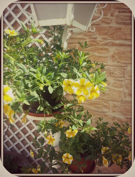 De compra de flores para la terraza y otras historias