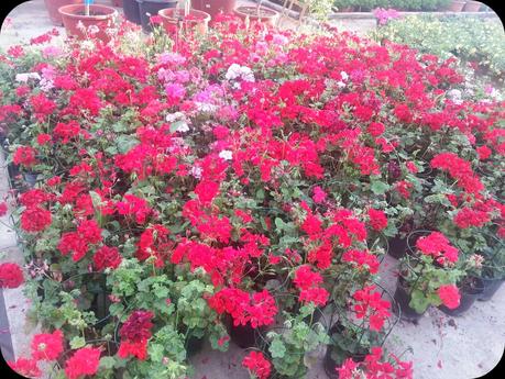 flores rosas para la terraza