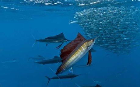 pez vela atacando un banco de sardinas