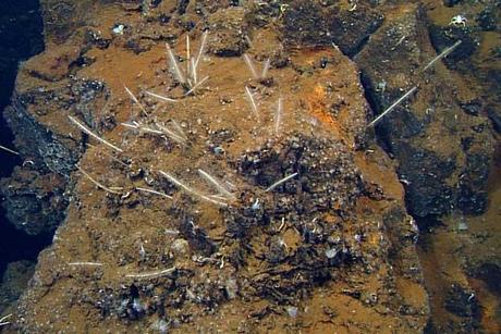 esponja carnívora Cladorhiza evae
