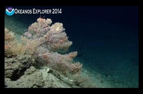 Explore el fondo oceánico desde la comodidad de su casa Okeanos Explorer2014