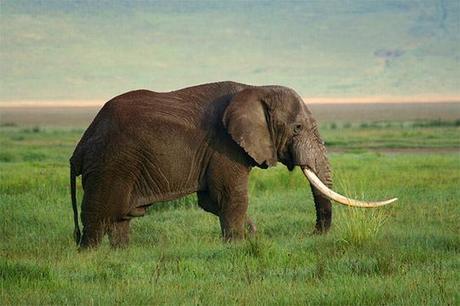 Elefante en el Ngorongoro