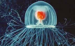 El prodigioso caso de la medusa inmortal