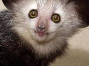 Aye-aye