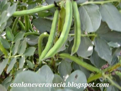 HABAS AL WOK CON ESPÁRRAGOS TRIGUEROS Y AJOS TIERNOS AL ACEITE DE OLIVA VIRGEN.