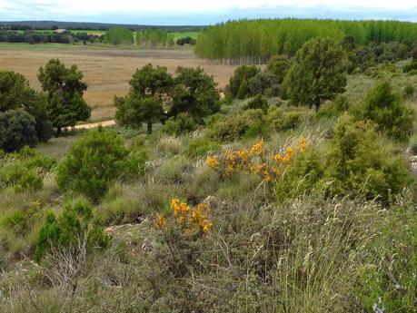 Los montes mediterráneos del suroeste de Albacete y su naturaleza: Sierra del Relumbrar, Ojos de Villaverde y Estrecho del Hocino