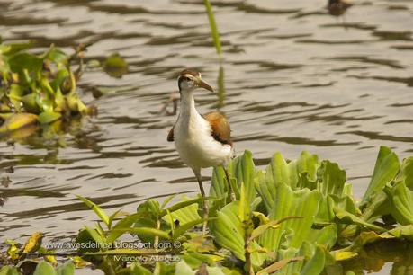 Jacana (Wattled jacana) Jacana jacana