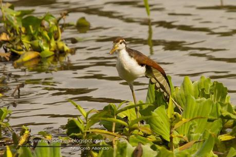 Jacana (Wattled jacana) Jacana jacana