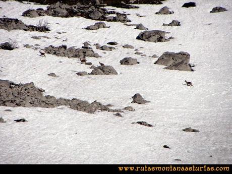 Ruta al Campigüeños y Carasca: Vista desde collado Mostallera de unos gamos
