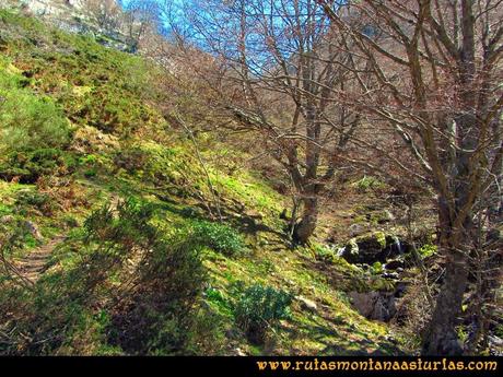 Ruta al Campigüeños y Carasca: Atravesando hayedo camino a Valloseru