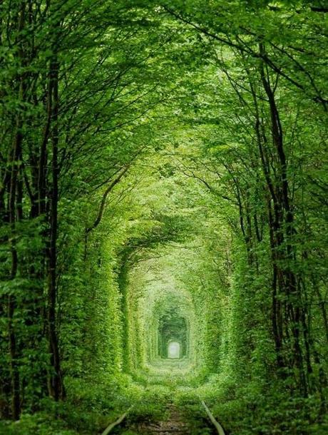 Túnel del Amor, Bosque en Ucrania