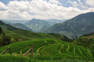 Excursión a los bancales de arroz del Espinazo del Dragón (Longsheng)