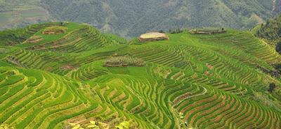 Excursión a los bancales de arroz del Espinazo del Dragón (Longsheng)