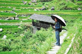 Excursión a los bancales de arroz del Espinazo del Dragón (Longsheng)