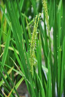 Excursión a los bancales de arroz del Espinazo del Dragón (Longsheng)