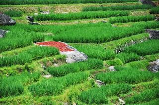 Excursión a los bancales de arroz del Espinazo del Dragón (Longsheng)