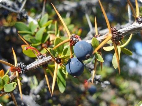 Calafate_leyenda