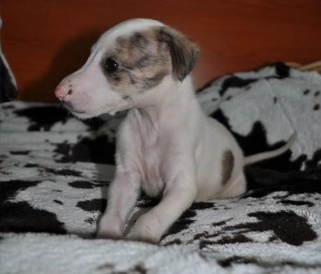 SON 4 PRECIOSOS CACHORROS DE GALGO, ESTÁN EN ADOPCIÓN. (BADAJOZ)