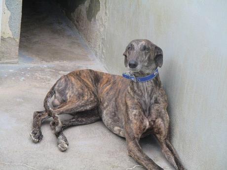MISIL, IMPRESIONANTE GALGO EN ADOPCIÓN. (CÁCERES)