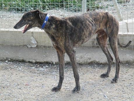 MISIL, IMPRESIONANTE GALGO EN ADOPCIÓN. (CÁCERES)