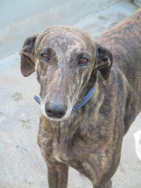 MISIL, IMPRESIONANTE GALGO EN ADOPCIÓN. (CÁCERES)