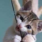 ¿a los gatos se les caen los dientes de leche?