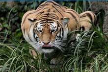 tigre