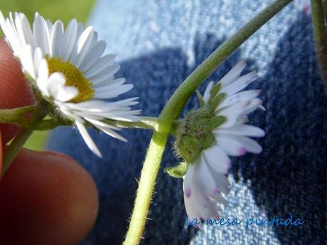 Macro del día... chiribitas Macro del día... chiribitas