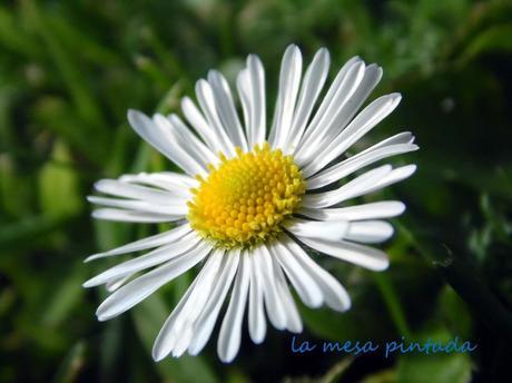 Macro del día... chiribitas Macro del día... chiribitas