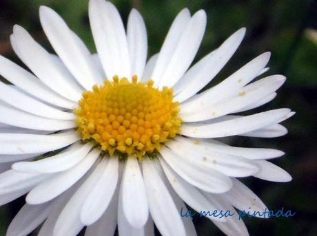 Macro del día... chiribitas Macro del día... chiribitas