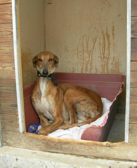 ARANTZ EN ACOGIDA O ADOPCIÓN. (MADRID)