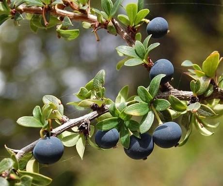 Leyendas patagónicas: el Calafate.