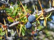 Leyendas patagónicas: Calafate