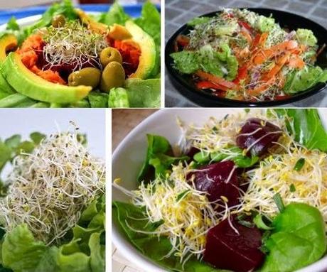 LA ALFALFA PROPIEDADES - BENEFICIOS- USOS Y RECETAS