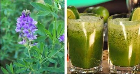 LA ALFALFA PROPIEDADES - BENEFICIOS- USOS Y RECETAS