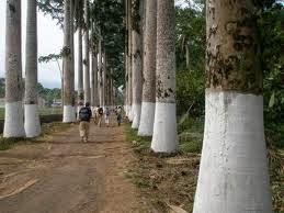 PALMERAS EN LA NIEVE