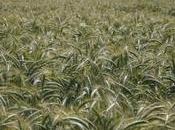 Triticale, cultivo variedades.