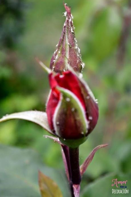 MACRO DEL DÍA: FLORES