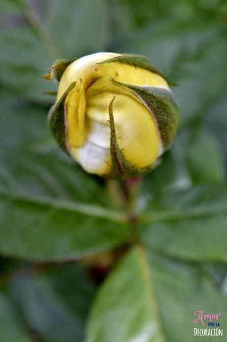 MACRO DEL DÍA: FLORES