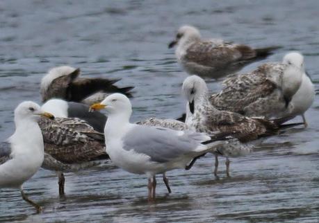 Gaviotas remolonas