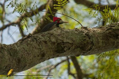 Carpintero garganta negra (Crimson-crested Woodpecker) Campephilus melanoleucos