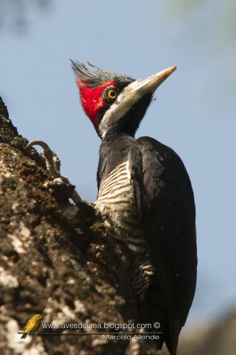 Carpintero garganta negra (Crimson-crested Woodpecker) Campephilus melanoleucos