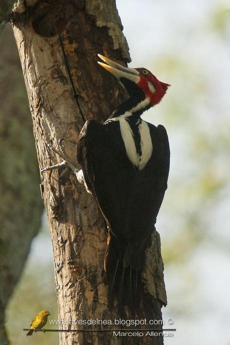 Carpintero garganta negra (Crimson-crested Woodpecker) Campephilus melanoleucos