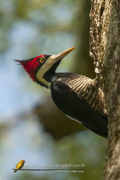 Carpintero garganta negra (Crimson-crested Woodpecker) Campephilus melanoleucos