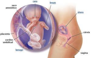 Mi embarazo: semana 14