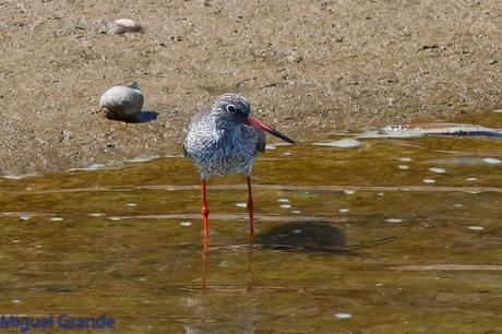 POR EL DELTA DEL EBRO PRIMER DIA
